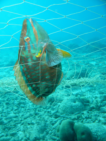 Stoplight parrotfish caught in gillnet: Photograph courtesy of and (c) Ayana Johnson
